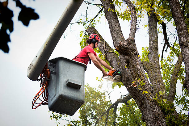 Best Seasonal Cleanup (Spring/Fall)  in Cleburne, TX